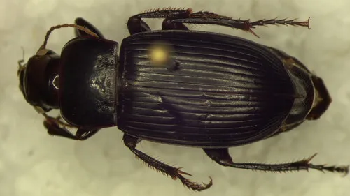 Harpalus fraternus