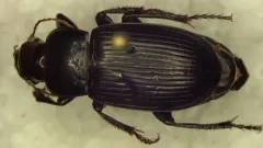 Harpalus fraternus thumbnail 1