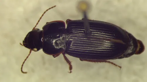 Harpalus herbivagus
