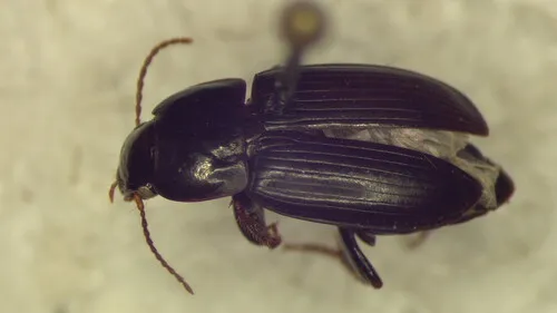 Harpalus obnixus