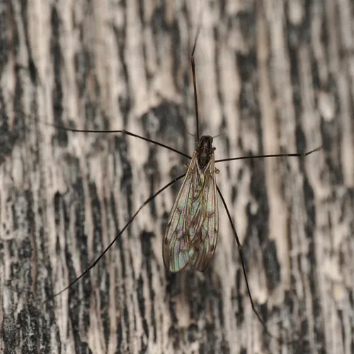 Metalimnobia novaeangliae