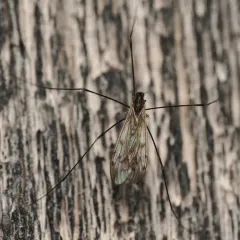 Metalimnobia novaeangliae thumbnail 1