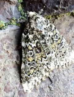 Cryphia olivacea thumbnail 4