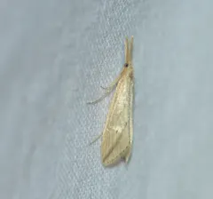 Long-beaked Donacaula Moth thumbnail 4