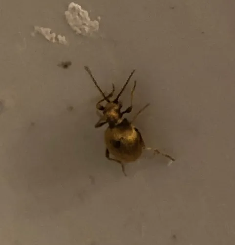 golden spider beetle