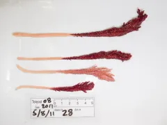 Pennatula aculeata thumbnail 4