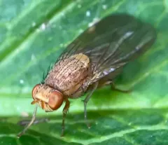 Minettia flaveola thumbnail 2