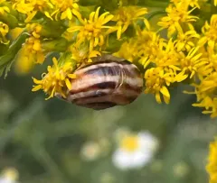 Eastern Heath Snail thumbnail 2