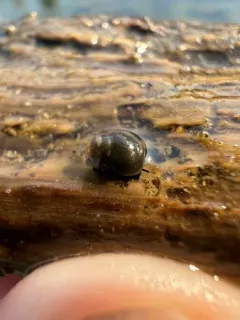 Ashy Pebblesnail thumbnail 2