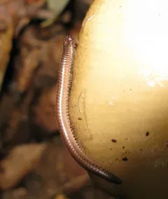 Flocculent Tailed Millipede thumbnail 2