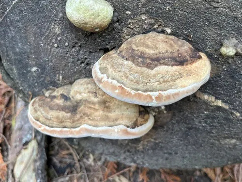 Red-banded Polypore
