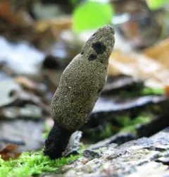 Dead Moll's Fingers thumbnail 2