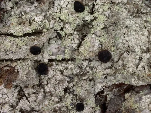 Megalaria pulverea