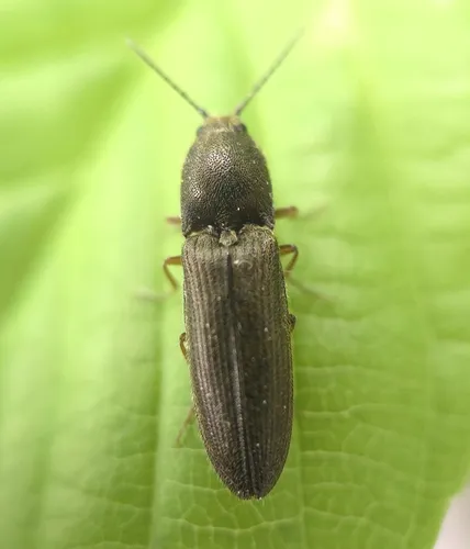 Gambrinus confusus