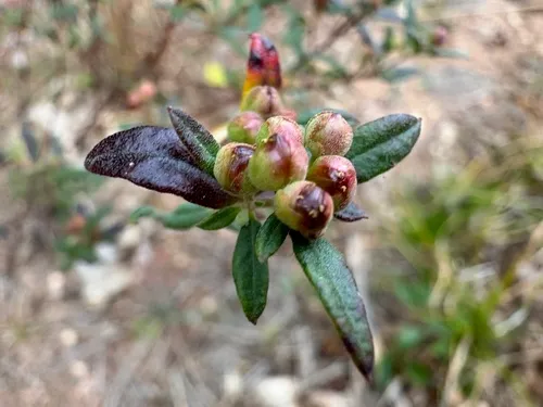 Low Frostweed
