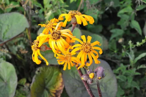 Leopardplant