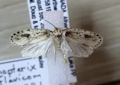 Agonopterix flavicomella thumbnail 1