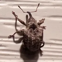 Hawthorn Curculio thumbnail 2