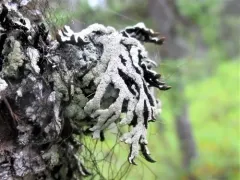 Hypogymnia pulverata thumbnail 2