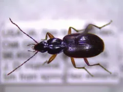 Gracious Ground Beetle thumbnail 4