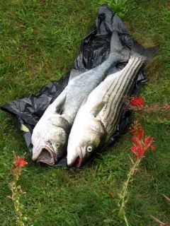 Bluefish thumbnail 2