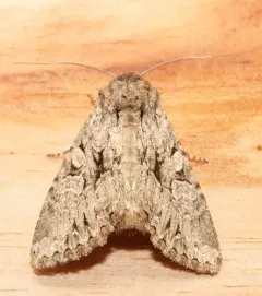 Apamea longula thumbnail 1