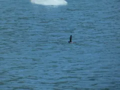 Kittlitz's Murrelet thumbnail 2