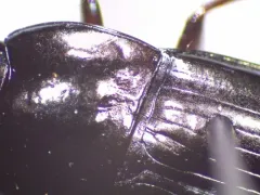 Amara cupreolata thumbnail 3