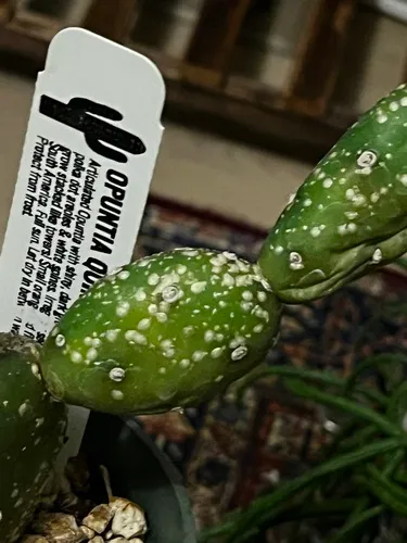 Cyanophyllum Scale