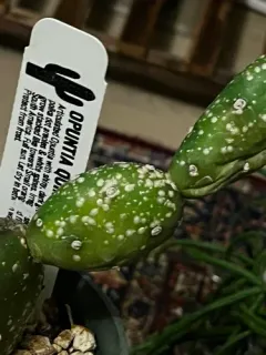 Cyanophyllum Scale thumbnail 1