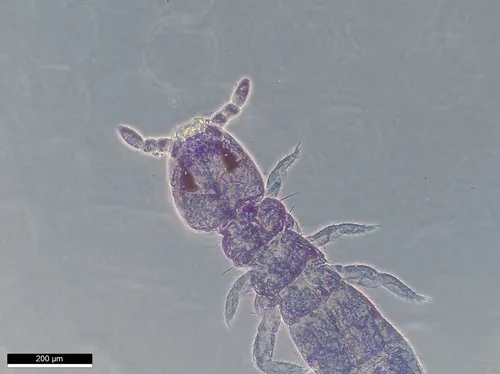 Metisotoma grandiceps