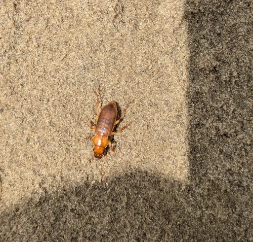 Medora Harp Ground Beetle