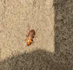 Medora Harp Ground Beetle thumbnail 1