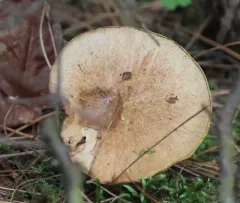 Sour Cap Suillus thumbnail 2