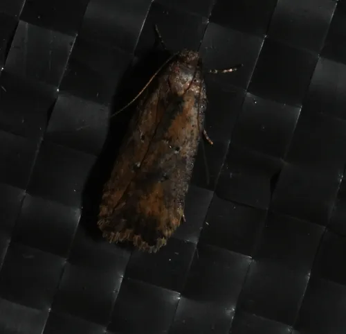 Dichomeris vacciniella