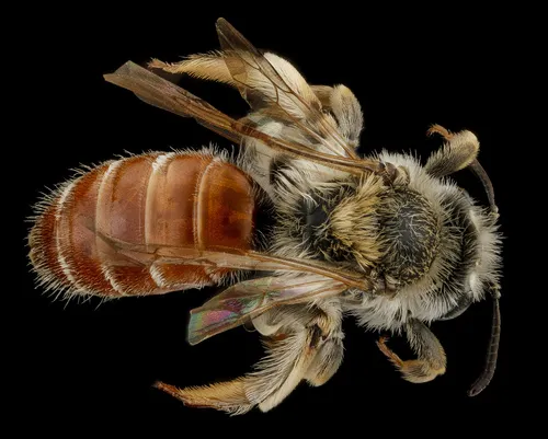 Colourful Willow Miner Bee