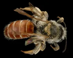 Colourful Willow Miner Bee thumbnail 1