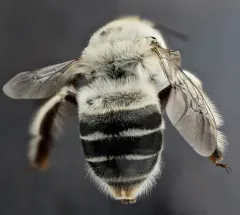 Anthophora affabilis thumbnail 1