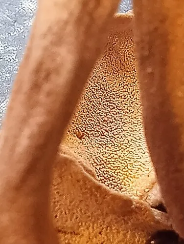 Pseudofistulina radicata