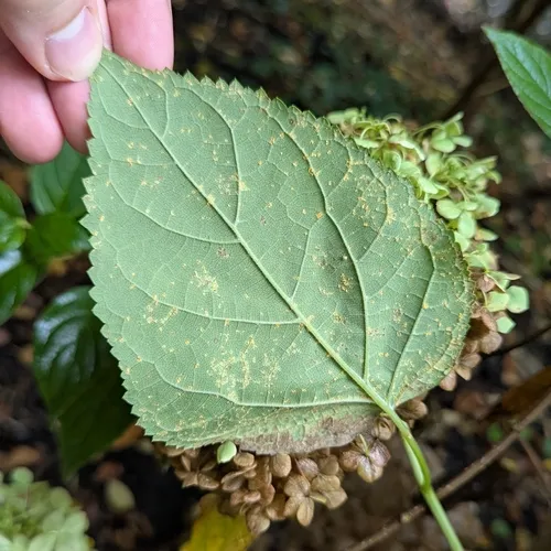 Hydrangea Rust