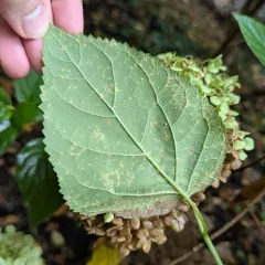 Hydrangea Rust thumbnail 1