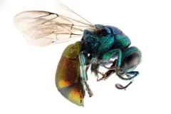 Pseudochrysis neglecta thumbnail 1