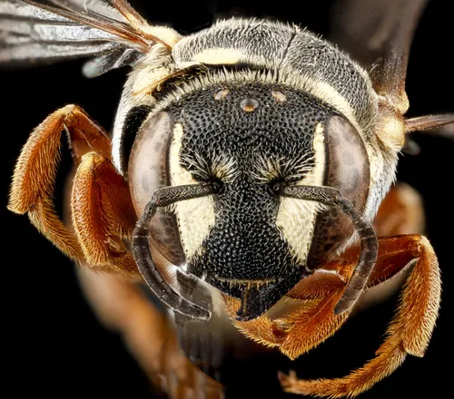 Dianthidium concinnum