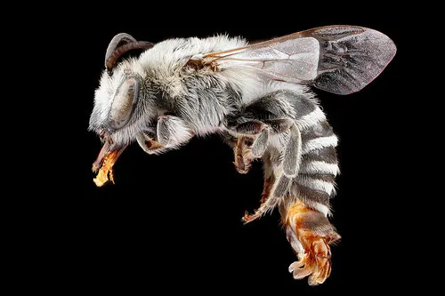 Williston's Cellophane Bee