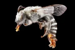Williston's Cellophane Bee thumbnail 1