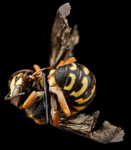 Ulke's Pebble Bee