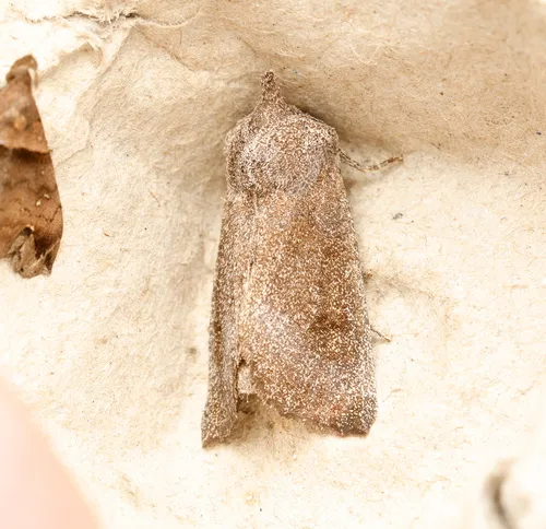 Sunflower Borer Moth