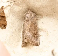 Sunflower Borer Moth thumbnail 1