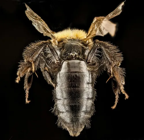 Andrena anograe