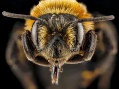Lupine Miner Bee thumbnail 1
